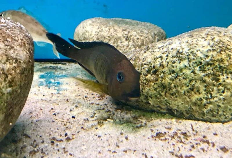 Tropheus sp. 'kipili' Kipili